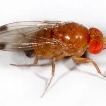 thumbnail for publication: Spotted-Wing Drosophila Drosophila suzukii (Matsumura) (Insecta: Diptera: Drosophilidae)